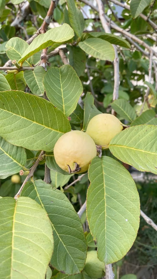 Hoja de Guayaba