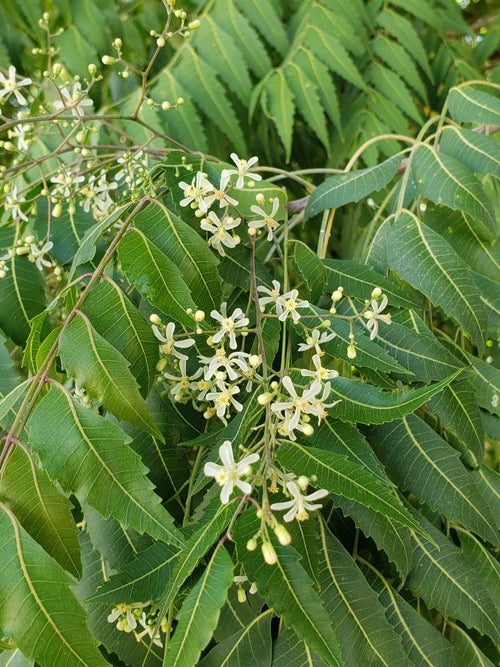 Neem